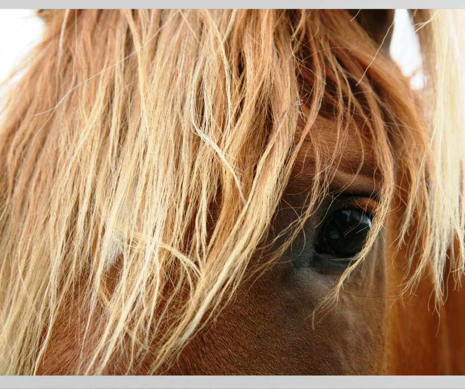 Dé bron voor informatie over jeuk bij paarden