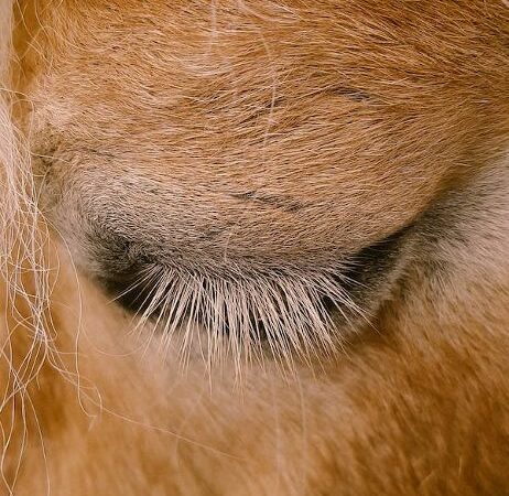 Wat wel en niet als je paard een wond heeft 